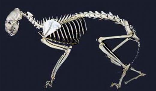 Hayvan skeleti