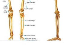 Baldır Kemiği Tibiada Kırıkların Oluşumu