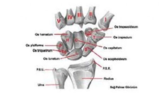El Bileği Kemikleri Nelerdir?