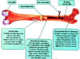Kırmızı Kemik İliğinin Asıl Görevi 