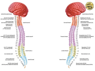 Omurga Kemiği Özellikleri