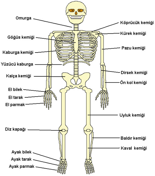 skelet Blmleri