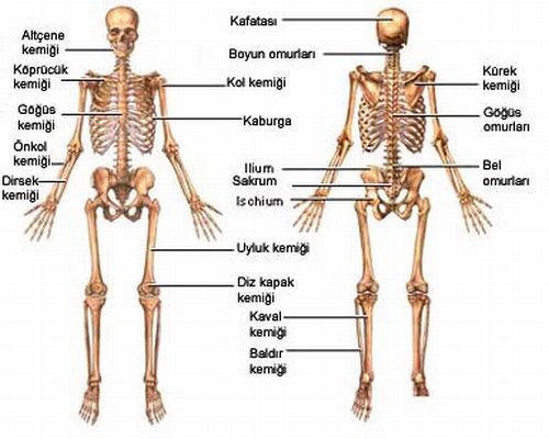 skeletin Grevleri